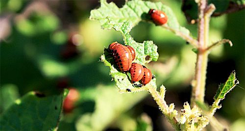 8X6B8D5S14072010021554